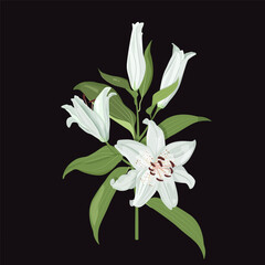 Branch of white lily on a black isolated background. For the decoration of postcards, invitations, packaging.