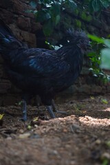 A striking, all-black chicken, possibly an Ayam Cemani or Kadaknath, forages on the ground, its iridescent feathers gleaming against a rustic brick wall and natural foliage.