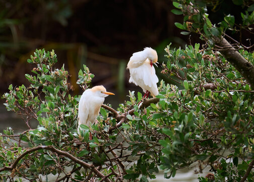 Beautiful and colorful white herons showing their plumage during the breeding season. One is resting on the tree while the other bird is preening with its beak. Species Cattle Egret, Bulbulcus Ibis, A