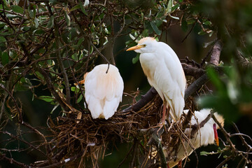 Pair of cattle egrets perched in a tree near the nest. One of them is in charge of incubating the eggs while the other heron is standing next to her. Species Cattle Egret, Bulbulcus Ibis, Ardea Ibis.