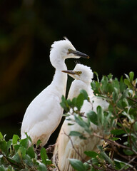 Pair of herons sharing together in their nest. They are standing facing each other while their surroundings. Species Cattle Egret, Bulbulcus Ibis, Ardea Ibis.