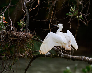 Young white heron walks along a tree trunk towards a nest. The bird carries its wings spread to keep its balance. Species Cattle Egret, Bulbulcus Ibis, Ardea Ibis.