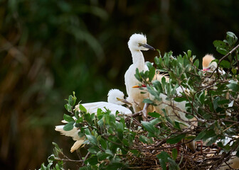 Nesting area of a group of Herons in the middle of an area of lush vegetation. Species Cattle Egret, Bulbulcus Ibis, Ardea Ibis.