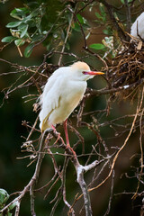 Beautiful and colorful white heron with golden plumage and flaming beak perched on one of the branches of its nest showing its colorful breeding season. Species Cattle Egret, Bulbulcus Ibis.