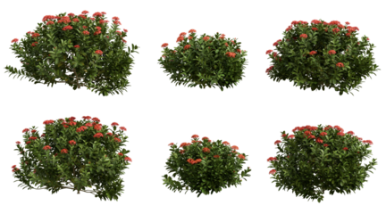 Ixora chinensis red (Chinese Ixora) 3D Render PNG Set on Transparent Background – Red Flowering Shrub, Tropical Hedge Plant