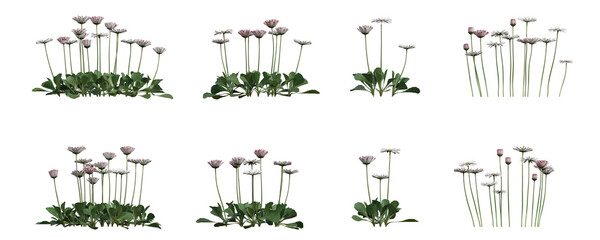 Bellis perennis (Common Daisy) 3D Render PNG Set on Transparent Background – White Garden Flower Cluster, Realistic Botanical Plant © pixelpapu
