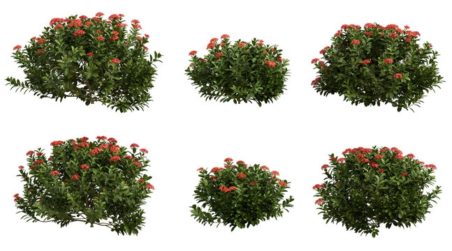 Ixora chinensis red (Chinese Ixora) 3D Render PNG Set on Transparent Background &ndash; Red Flowering Shrub, Tropical Hedge Plant