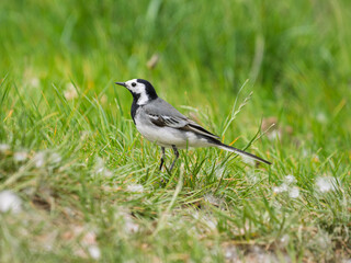 White wagtail foraging gracefully in lush green grass during a sunny day in a natural habitat near Danube river