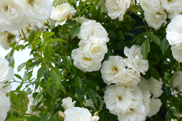 Fleurs blanches jardin public