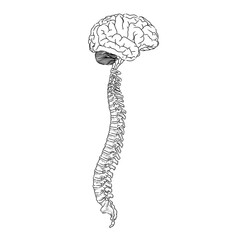 Human spinal cord in black and white sketch form