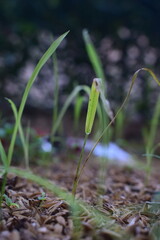 A close-up shot focuses on slender green grass blades emerging from a textured ground covered in wood chips or rice husks, with a soft, blurred background.