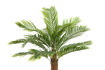 closeup of isolated artificial palm tree