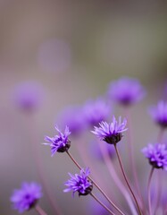 Fototapeta premium Abstract background with violet
