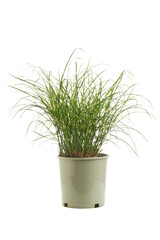 isolated bandwidth Miscanthus sinensis grass plant in pot