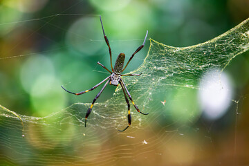 Aranha-de-teia-amarela (Trichonephila clavipes)