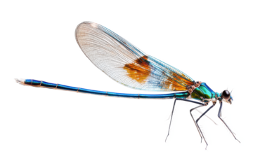 Vibrant Damselfly with Iridescent Wings Detailed Macro Photography