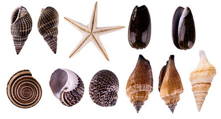 set of seashells isolated, collection of shells on transparent background. high quality png image