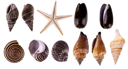 set of seashells isolated, collection of shells on transparent background. high quality png image