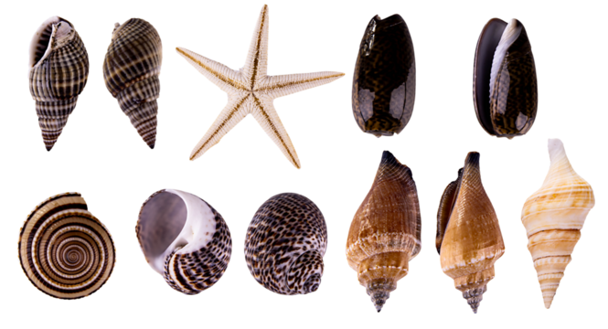 set of seashells isolated, collection of shells on transparent background. high quality png image
