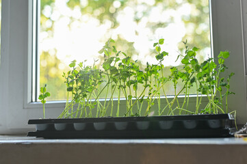 Sprouts of green peas. microgreens