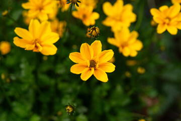 Obraz premium Macro view of yellow flowers in bloom