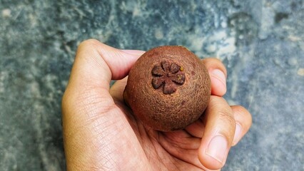 A person hold a ripe mangosteen fruit, this fruit is scientifically named Garcinia Mangostana.