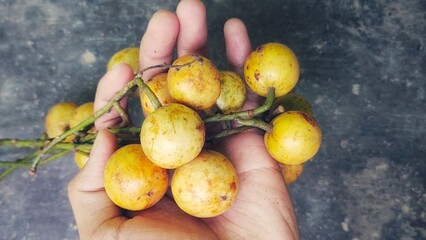 Close up view of kapundung, menteng or rambe fruits is a that is similar to dukuh fruit but the...