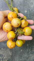 Baccaurea racemosa fruit contains minerals such as potassium which plays a role in regulating blood pressure. Consuming this fruit regularly can help maintain heart health.