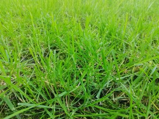 Close-up of grass blades showing intricate texture. Morning light enhances vibrant green tones of well-maintained lawn. Soft carpet of green grass demonstrates perfect landscape condition. empty