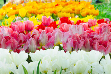 White, pink, red, orange and yellow tulips growing in a large colorful garden during springtime
