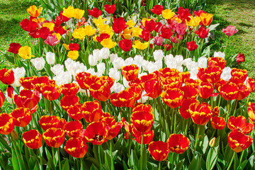 Vibrant multicolored tulips create a stunning floral display in a sunny garden