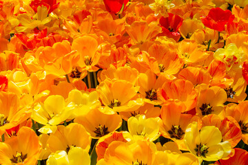 Field of vibrant yellow and orange tulips blooming under the spring sun