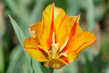 Vibrant orange tulip blooming in garden, showcasing delicate petals and stamens
