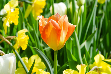 Close up of a vibrant orange tulip standing tall amidst a field of yellow daffodils, creating a stunning springtime display