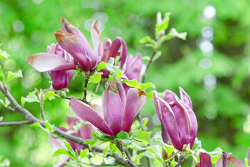 Magnolia liliiflora blooms are showing off their beauty with blurry green background