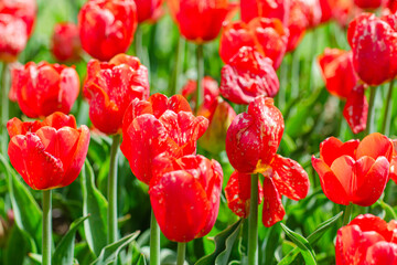 Beautiful red and white variegated tulips blooming in a sunny spring garden