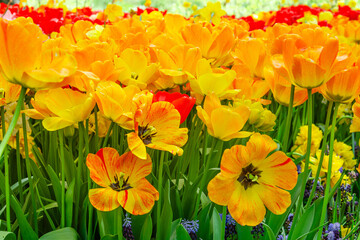 Beautiful striped orange and yellow tulips blooming among other colorful flowers in a vibrant spring garden