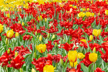 Field of red and yellow tulips blooming in a sunny garden