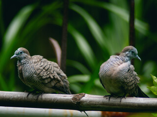 Wild Zebra Dove or Barred Doves cleaning itself on a green fence.