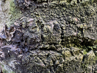 Close-up of rough tree bark covered with moss and natural cracks in outdoor forest