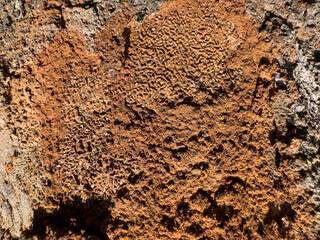 Brown crust fungus or lichen growing on tree bark with detailed rough surface texture