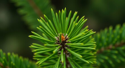 Close-up view of a vibrant green pine branch with its fresh, sharp needles, showcasing natural detail