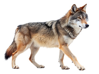 Fototapeta premium wolf walking side profile view isolated on white background. PNG