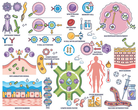 Immune system defense illustrated with cells, antibodies, and pathogens in an outline style collection. Outline style collection