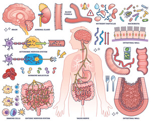 Gut-brain axis concept shows brain, intestines, and vagus nerve in a human outline, highlighting their communication. Outline style collection