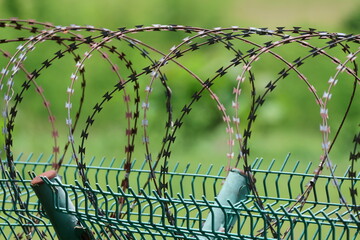Barbed wire fence cutting through a vibrant green forest with detailed fern foliage and natural...