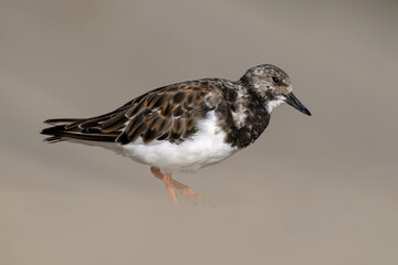 Turnstone, Ruddy Turnstone, Arenaria interpres, adult summer moult plumage bird