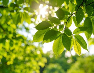 Fresh green leaves in sunlight