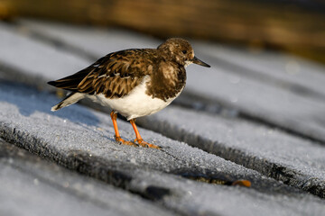 Turnstone, Ruddy Turnstone, Arenaria interpres, adult winter pluamge bird on a frosty boat ramp