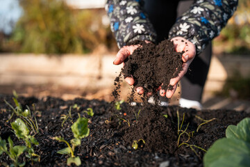 farmer collecting soil samples in a test tube in a field. Agronomist checking soil carbon and plant health on a farm with a microscope soil test